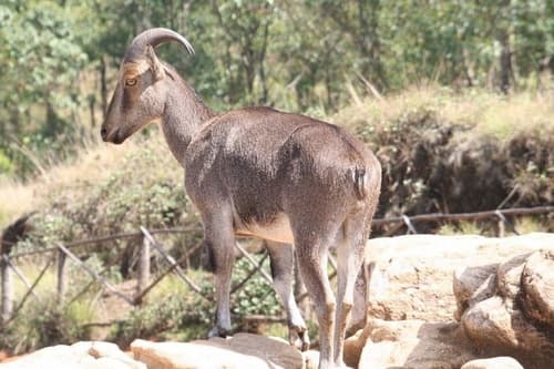 Nilgiri Tahr (Nilgiritragus hylocrius) — wildlife photography in India