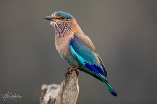 Indian Roller (Coracias benghalensis) — wildlife photography in India