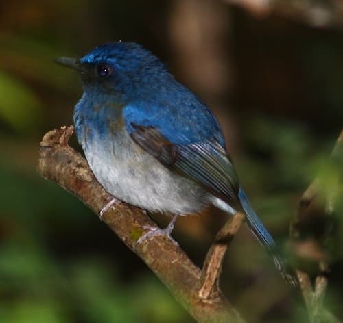 White-Bellied Blue Flycatcher (Cyornis pallidipes) — wildlife photography in India