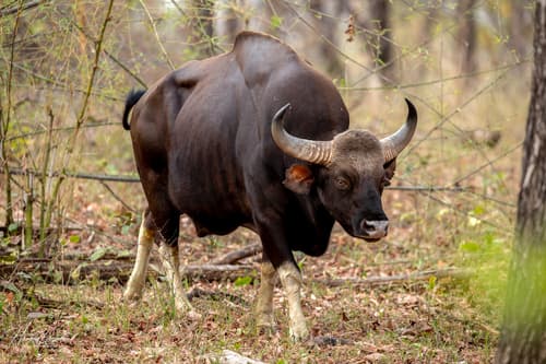 Gaur (Bos gaurus) — wildlife photography in India