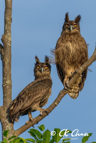 Dusky Eagle-Owl (Bubo coromandus) — wildlife photography in India