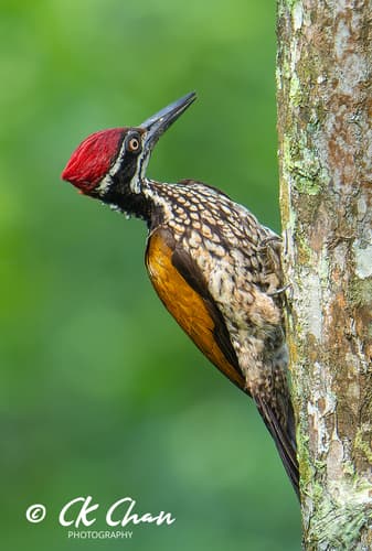 Greater Flameback Woodpecker (Chrysocolaptes guttacristatus) — wildlife photography in India