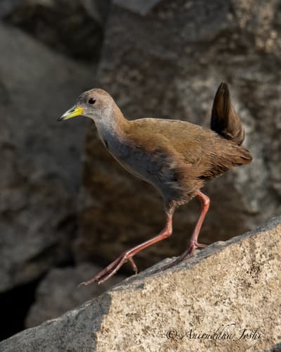 Brown Crake (Zapornia akool) — wildlife photography in India