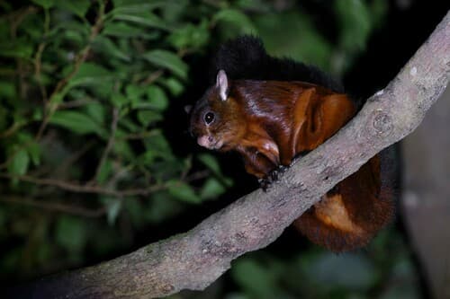 Indian Giant Flying Squirrel (Petaurista philippensis) — wildlife photography in India