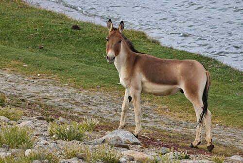 Tibetan Wild Ass (Kiang) (Equus kiang) — wildlife photography in India