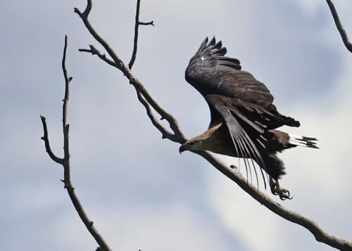 Pallas's Fish Eagle (Haliaeetus leucoryphus) — wildlife photography in India