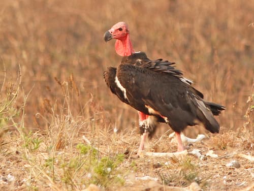 Red-Headed Vulture (Sarcogyps calvus) — wildlife photography in India