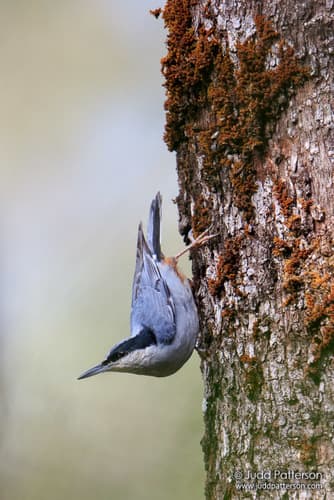 Giant Nuthatch (Sitta magna) — wildlife photography in India