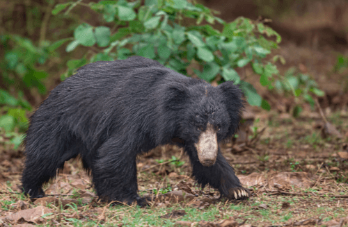 Sloth Bear (Melursus ursinus) — wildlife photography in India