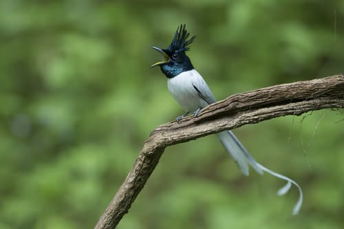 Asian Paradise Flycatcher (Terpsiphone paradisi) — wildlife photography in India