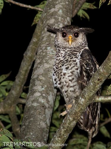 Spot-Bellied Eagle-Owl (Bubo nipalensis) — wildlife photography in India