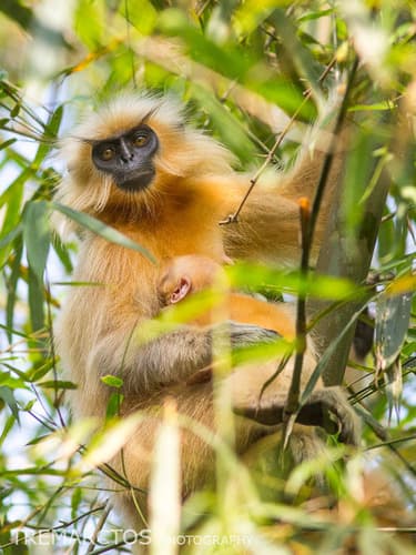 Golden Langur (Trachypithecus geei) — wildlife photography in India