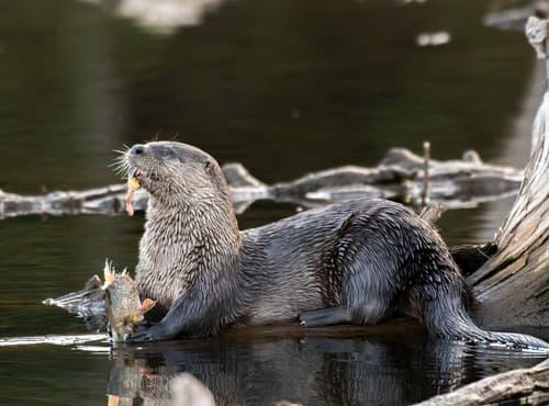 Eurasian Otter (Lutra lutra) — wildlife photography in India